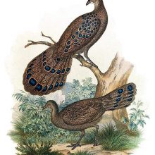 A male gray peacock-pheasant perches on a branch while a female is on the ground