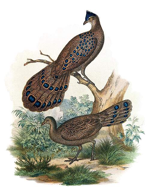 A male gray peacock-pheasant perches on a branch while a female is on the ground
