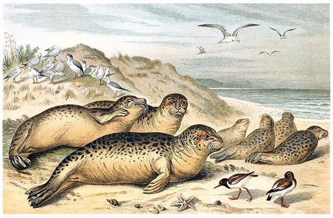 View of harbor seals lying in sand dunes with seabirds prowling around
