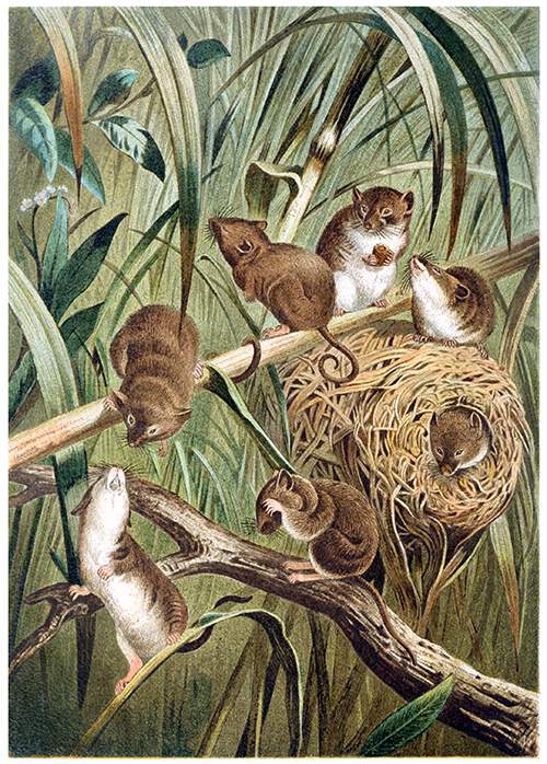 View of harvest mice and their nest among grass and branches