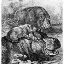 A female hippopotamus is in the water with a young on its back