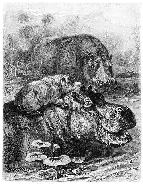 A female hippopotamus is in the water with a young on its back