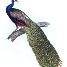 The Indian peacock is a bird in the family Phasianidae native to South Asia