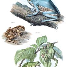 Three frogs in the Hylidae family, which mostly consists of arboreal species
