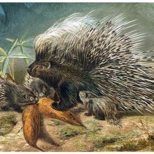 An adult porcupine and three juveniles are about to feast on roots