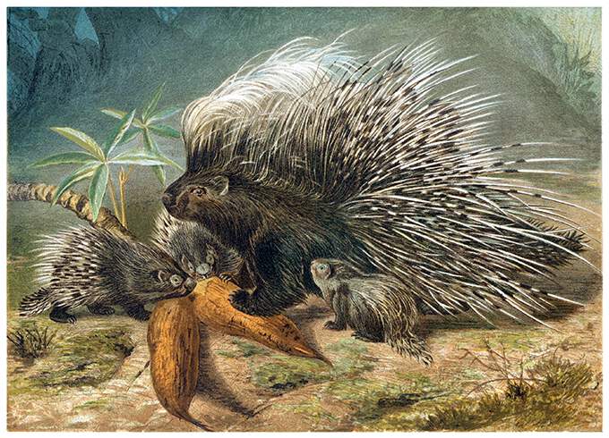 An adult porcupine and three juveniles are about to feast on roots
