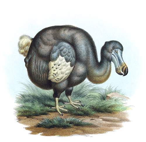 The dodo was a bird in the family Columbidae native to the island of Mauritius