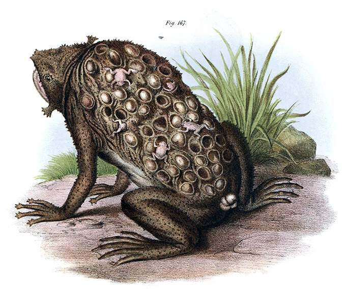 Suriname toad with eggs embedded in the skin of the back and juveniles