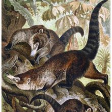 Three white-nosed coatis are in a tree, seen from the front, side, and rear