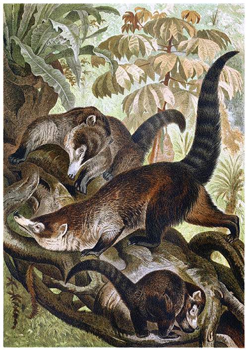 Three white-nosed coatis are in a tree, seen from the front, side, and rear