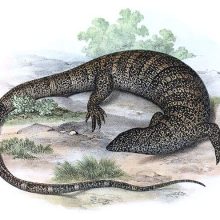 The white-throated monitor is a lizard native to southern Africa