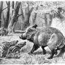 A wild boar (Sus scrofa) stands on alert with its cubs by a pond in the woods