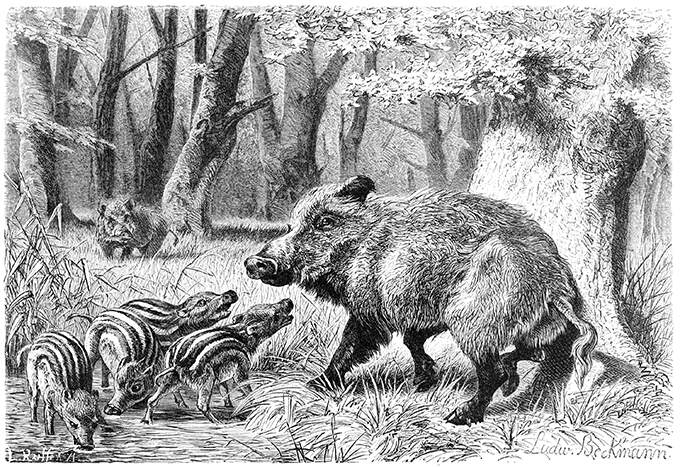 A wild boar (Sus scrofa) stands on alert with its cubs by a pond in the woods