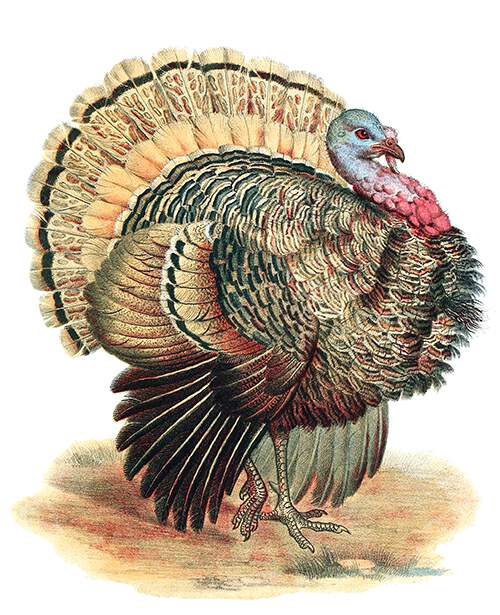 The wild turkey is a bird in the family Phasianidae native to North America