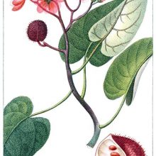 Achiote flowers, seed pods, and leaves. Bixa orellana is a shrub in the family Bixaceae