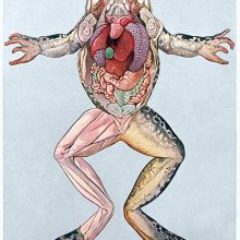 Anatomical illustration showing the muscle structure and innards of a female frog