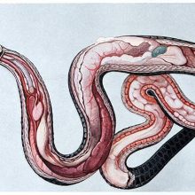 Anatomical illustration showing the innards of a female grass snake