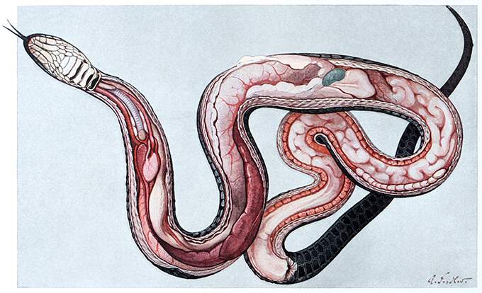 Anatomical illustration showing the innards of a female grass snake