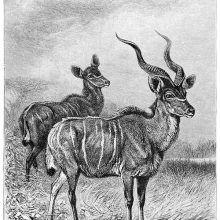 View of a male and female of the greater kudu species in the savanna