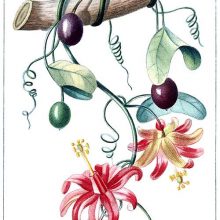 Passiflora murucuja with flowers, fruit, leaves, and tendrils