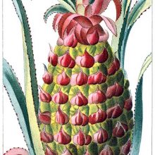 Pineapple fruit. The pineapple is plant native to South America