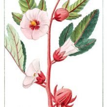 Roselle branch with buds, flowers, and leaves. this plant is a species of hibiscus