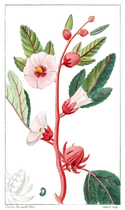 Roselle branch with buds, flowers, and leaves. this plant is a species of hibiscus