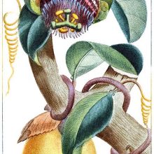 View of a branch of water lemon (Passiflora laurifolia) with fruit, flower, and leaves
