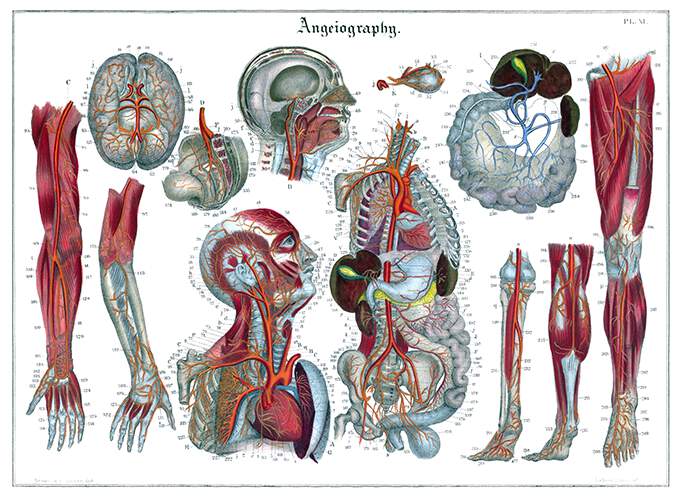 Anatomical plate showing the blood circulatory system with detail views of most organs