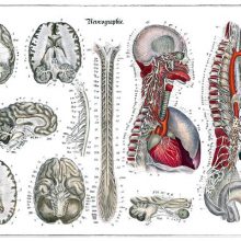 Anatomical plate showing the nervous system with details of the brain, spine, etc