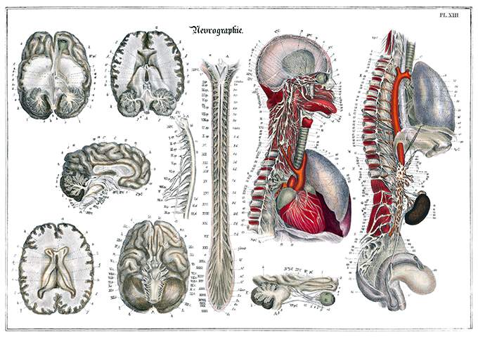 Anatomical plate showing the nervous system with details of the brain, spine, etc