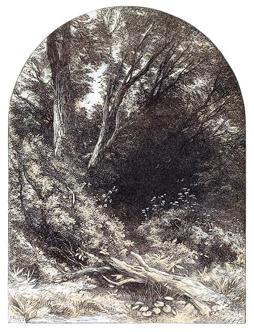 Woodland view with a fallen tree trunk lying across a path almost obstructed by bushes