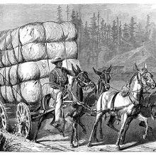 Four horses pull a cart filled with cotton bales and driven by a man riding one of them