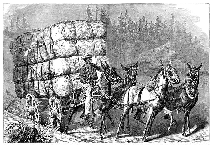 Four horses pull a cart filled with cotton bales and driven by a man riding one of them