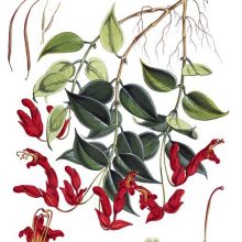 Botanical plate showing a branch of Aeschynanthus bracteatus with flowers and leaves