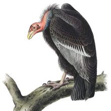 A California condor is seen perched on a large branch with its neck stopped forward