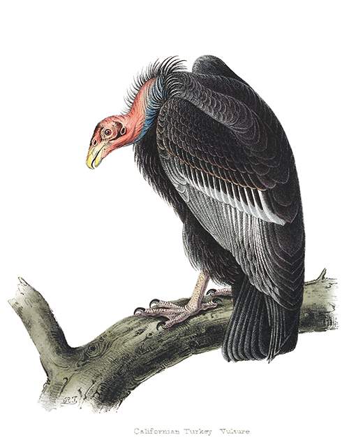 A California condor is seen perched on a large branch with its neck stopped forward