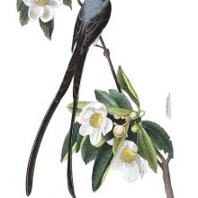 A male fork-tailed flycatcher is seen on the branch of a blooming loblolly-bay tree
