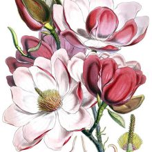 Magnolia Campbellii flowers and bud on a branch