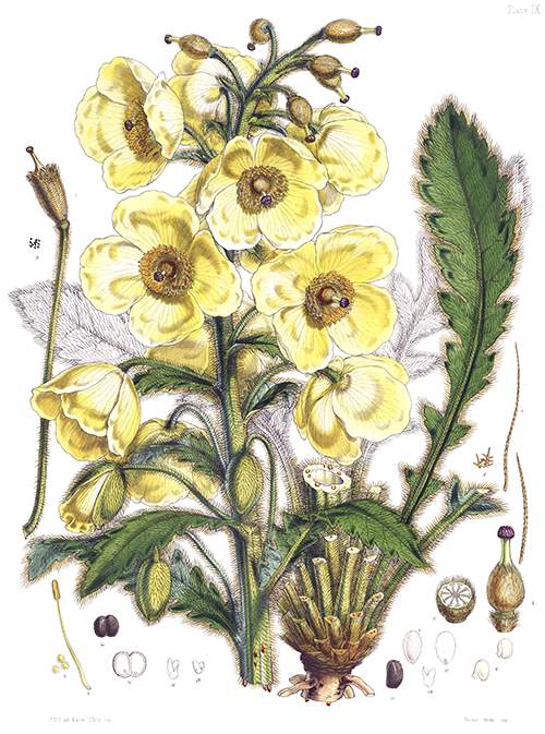Botanical plate showing Meconopsis napaulensis flowers, fruit, seeds, and leaves