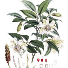 Botanical plate showing a branch of Magnolia cathcartii with several flowers and buds