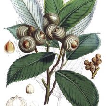 Botanical plate showing a branch of Quercus lamellosa with leaves and acorns