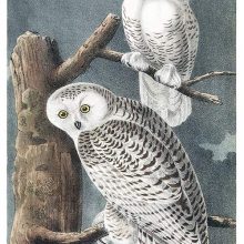 A couple of snowy owls are perched on the branches of a dead tree