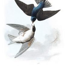 A male and female tree swallows are seen in flight, one positioned upside down above the other