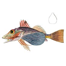 plate showing a bighead searobin (Prionotus tribulus), a fish in the family Triglidae
