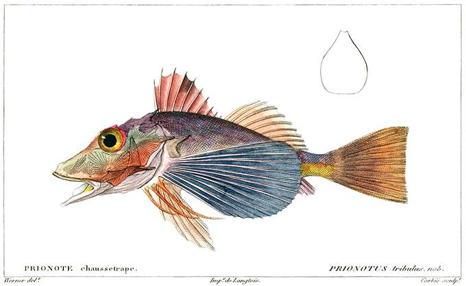 plate showing a bighead searobin (Prionotus tribulus), a fish in the family Triglidae