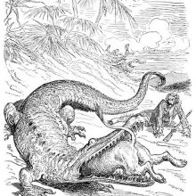 A crocodile is in the process of swallowing a lion stuck head first in its mouth