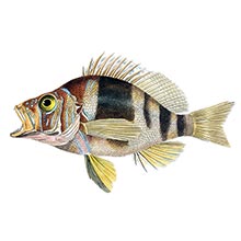 Hypoplectrus puella, a fish in the Serranidae family native to the Atlantic ocean