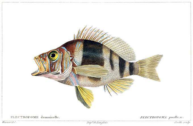 Hypoplectrus puella, a fish in the Serranidae family native to the Atlantic ocean