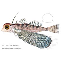 Oriental flying gurnard (Dactyloptena orientalis), a fish in the family Dactylopteridae